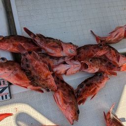 アラカブ