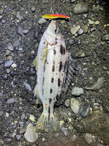 シマイサキの釣果