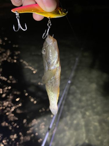 ハゼの釣果