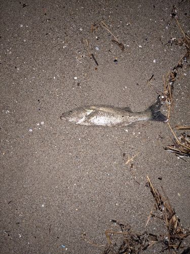 セッパ（マルスズキ）の釣果