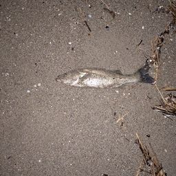 セッパ（マルスズキ）