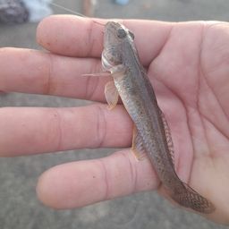 マハゼ