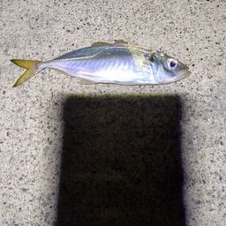 アジ
