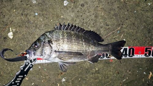 クロダイの釣果