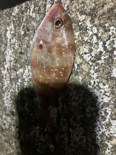 チャリコの釣果