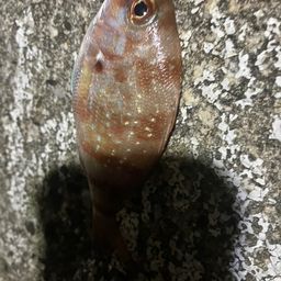 チャリコ