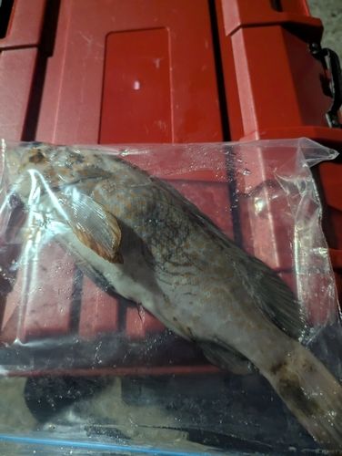 キジハタの釣果