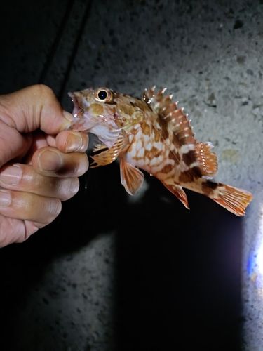 カサゴの釣果