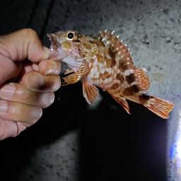 カサゴ