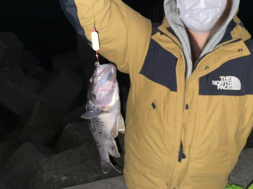 クロソイの釣果