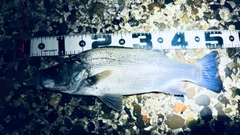 ヒラスズキの釣果