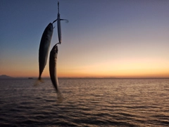 サバの釣果
