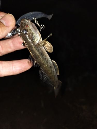ハゼの釣果