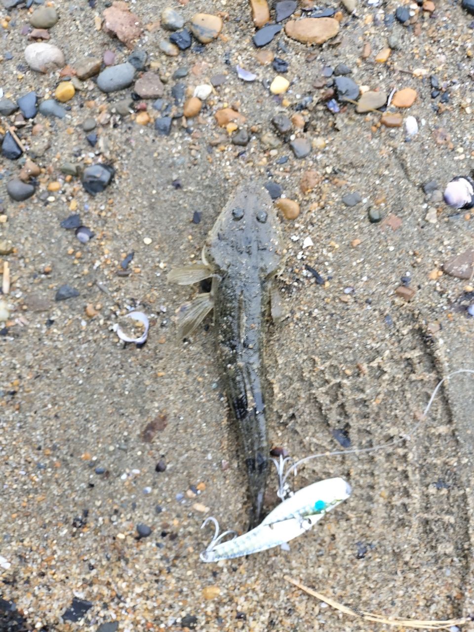 マゴチ