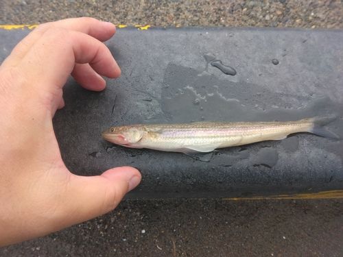 エソの釣果