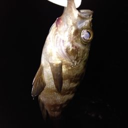 メバル