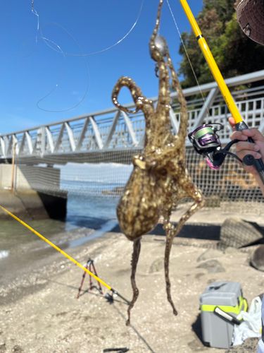 マダコの釣果