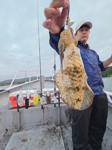 アオリイカの釣果