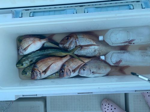 マダイの釣果