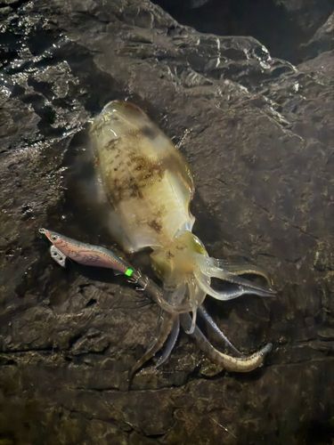 アオリイカの釣果