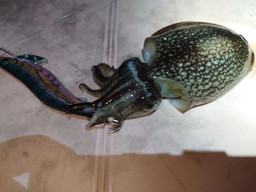 シリヤケイカの釣果