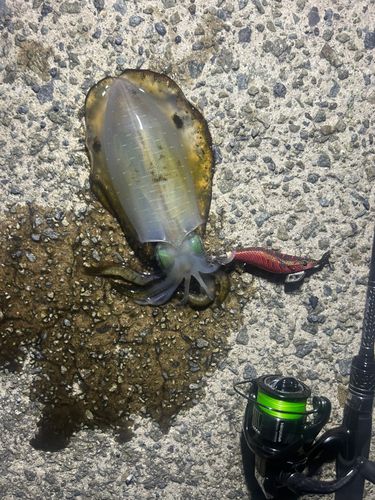 アオリイカの釣果