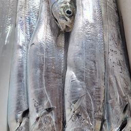 タチウオ