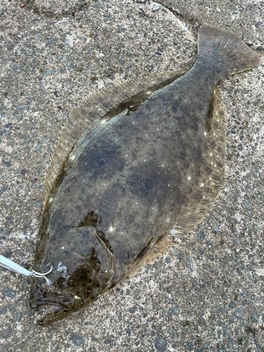 ヒラメの釣果
