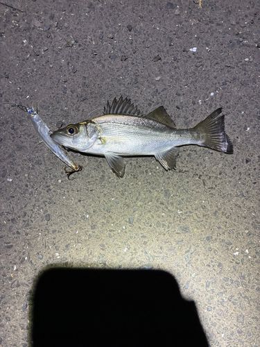 セイゴ（ヒラスズキ）の釣果