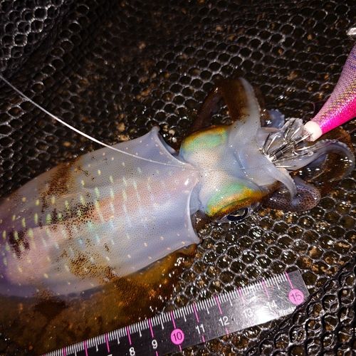 アオリイカの釣果