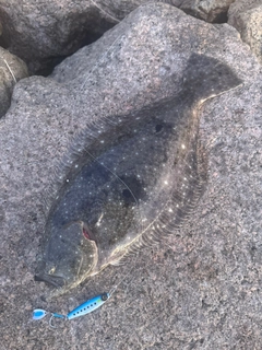 ヒラメの釣果