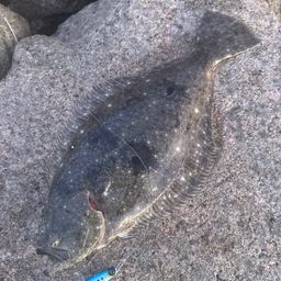 ヒラメ