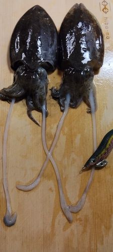 コウイカの釣果