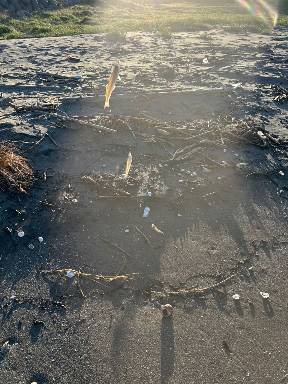 サンターシーブリーム