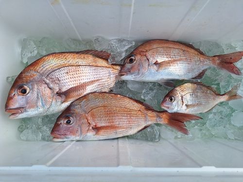 マダイの釣果