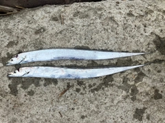 タチウオの釣果