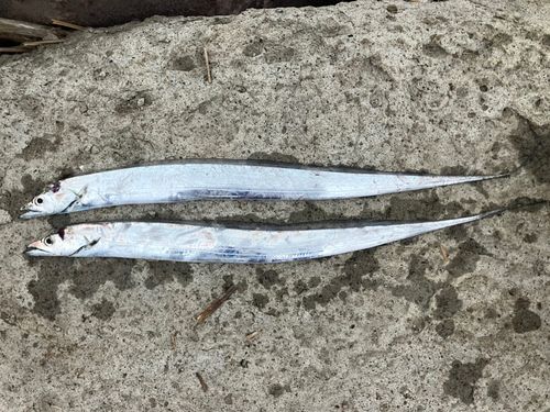 タチウオの釣果