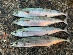 サゴシの釣果
