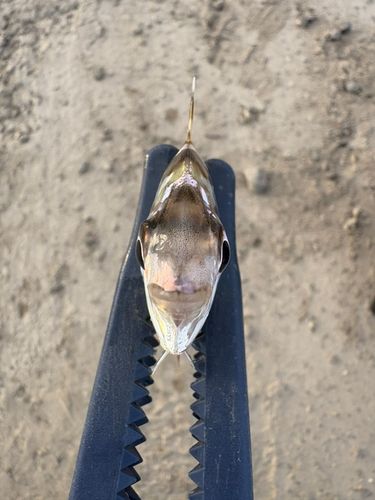 ヒイラギの釣果