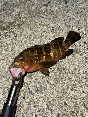 アコウの釣果