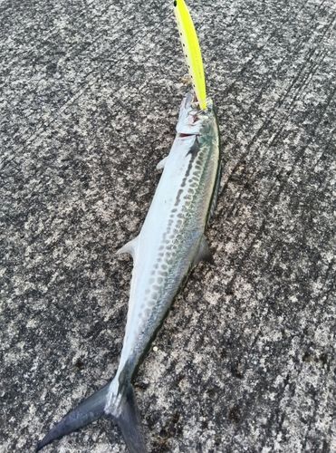 サゴシの釣果