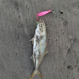 ワカシ