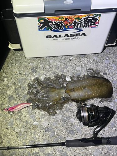 アオリイカの釣果