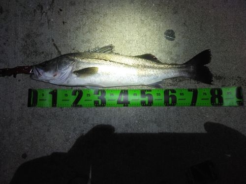 シーバスの釣果