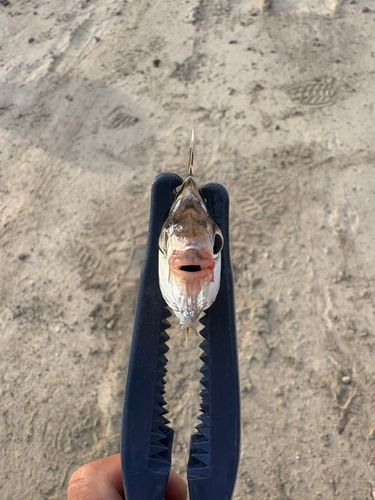 ヒイラギの釣果
