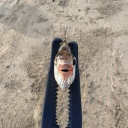 ヒイラギ