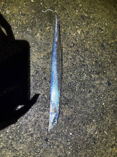 タチウオの釣果