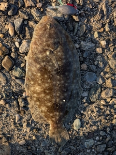 ガンゾウビラメの釣果