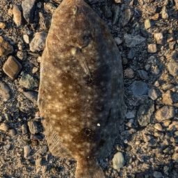 ガンゾウビラメ