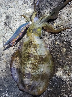 アオリイカの釣果